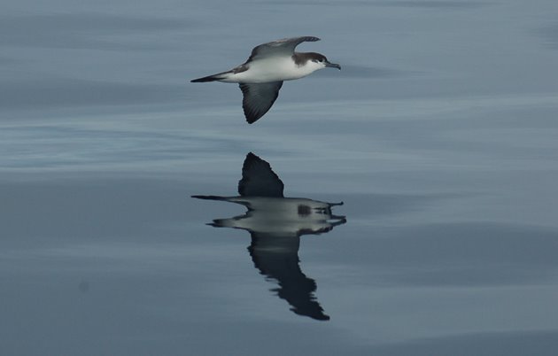 Buller's Shearwater