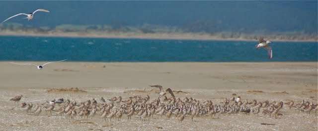 Godwit and Knot flock roosting