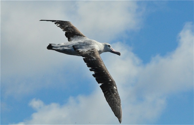 First Wandering Albatross