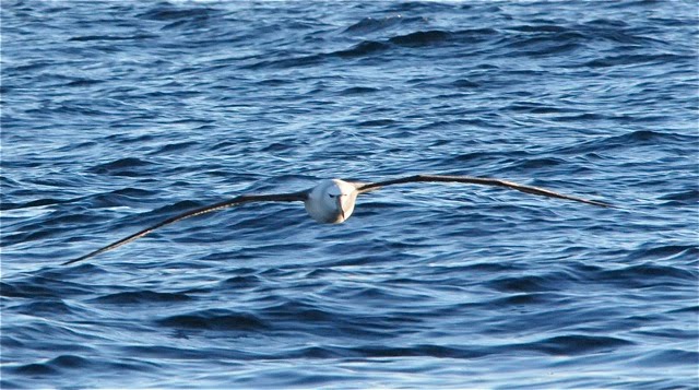 White-capped Albatross