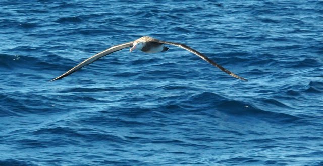 Second Wandering Albatross drops in.