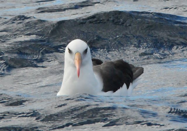 Campbell Albatross face on !