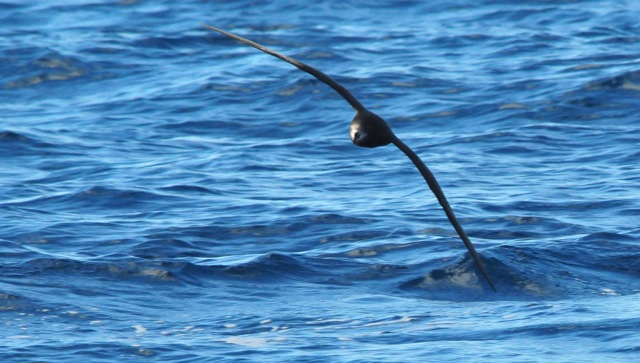 Grey-faced Petrel