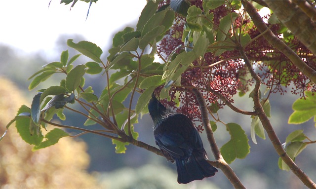 Tui feeding on Puakou