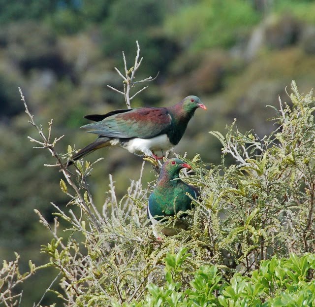Kereru foraging on early flowering kowhai along the east coast of Tiri.