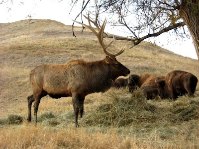 Kendrick Park bull elk