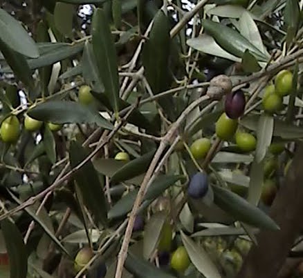 rametti con olive da spremitura