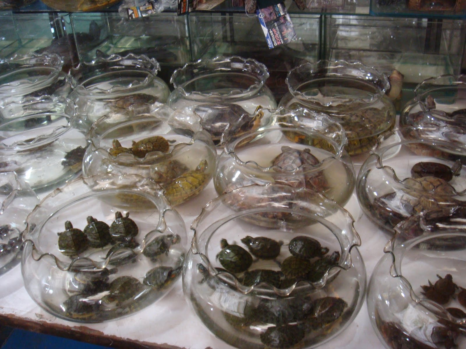 [DSC08167.JPG]