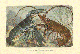 Boston 1775 The Lobster Legend