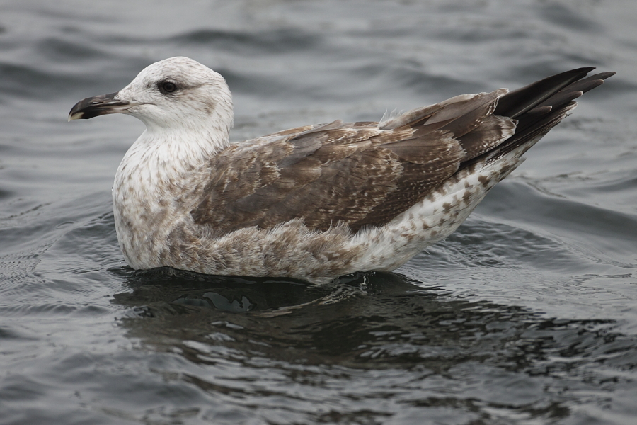 GullDK Herring Gull (Larus argentatus) with sootybrown 2cy plumage