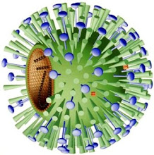 Virus de la gripe humana