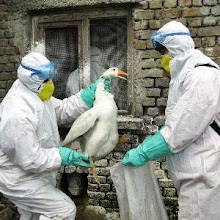 La gripe aviar