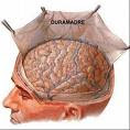 Debajo del craneo pegadidos a la masa del cerebro