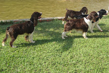TRIACCAN ENGLISH SPRINGER SPANIELS