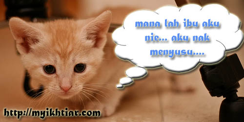 [kucing.jpg]