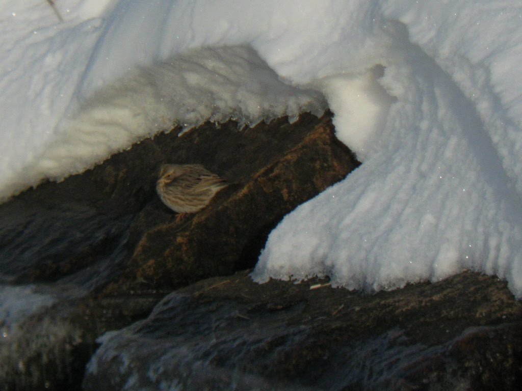 Ipswich Savannah Sparrow