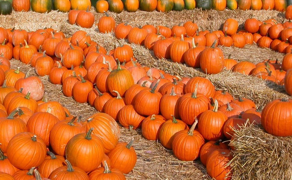 Unit Studies Fun Pumpkins and Halloween