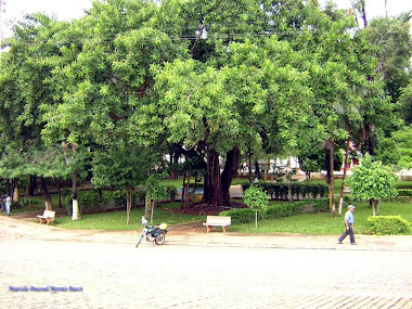 ÁRVORES ANTES DE SEREM DERRUBADAS