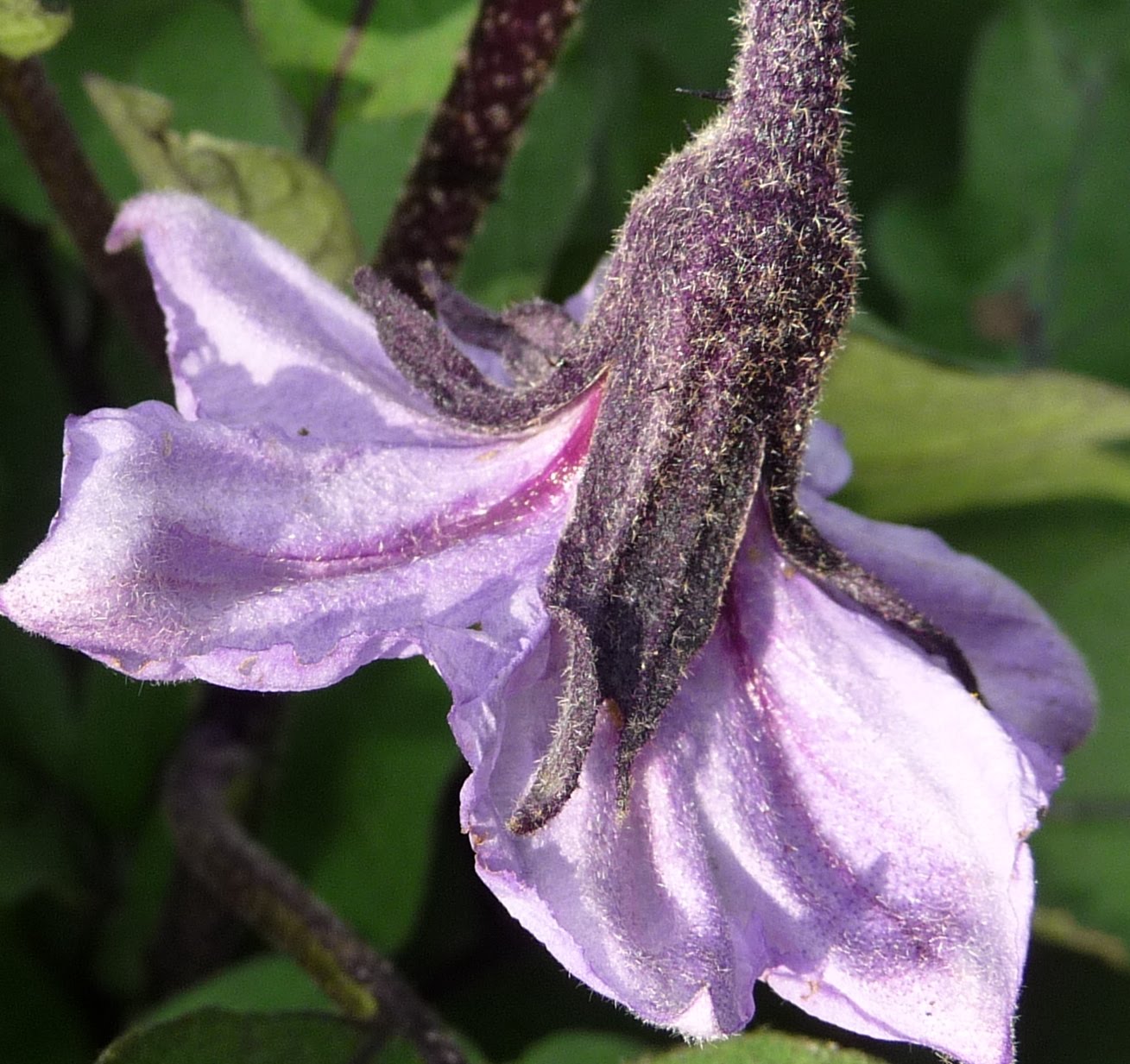 Kathy Dunham Artist & Photographer July 2010