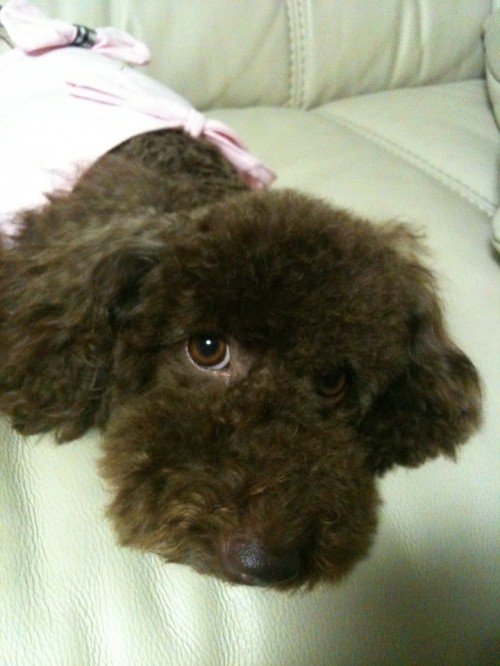choco the dog