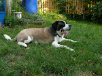 Mein Bernhardiner Anna//My Saint Bernard Anna