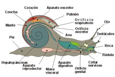 DIBUJO REPRODUCCION CELENTERADOS dibujo reproduccion celenterados: