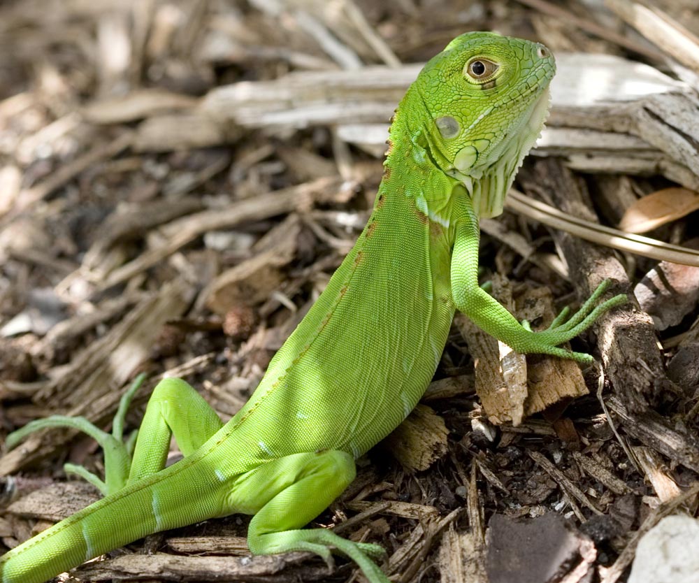 About Iguana Iguana Guide Iguana Tips September 2010