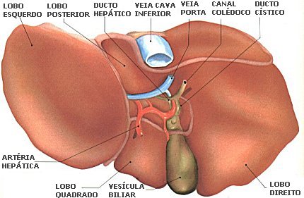 [figado.jpg]
