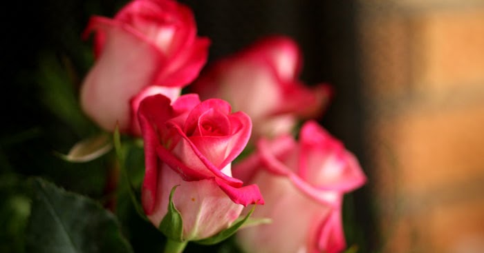 CBC Photography: Bouquet of Roses