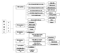 Bestari N C Kingdom Protista