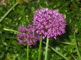 Allium Purple Sensation