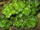 Watercress