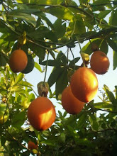 Passiflora fruits