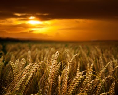 around fields of wheat.