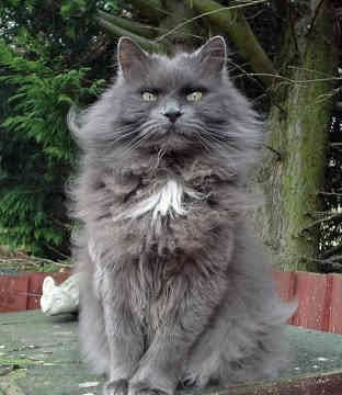 Hwfd Nebelung Cat Breed Desktop Background Hd Wallapapers Free Download Hwfd Nebelung Cat Breed Desktop Background Hd Wallapapers Free Download