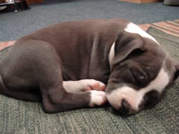 American Staffordshire Terrier