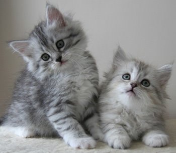 Siberian Cats and Siberian