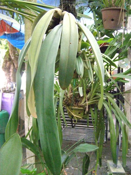 Benih Pokok Vanilla