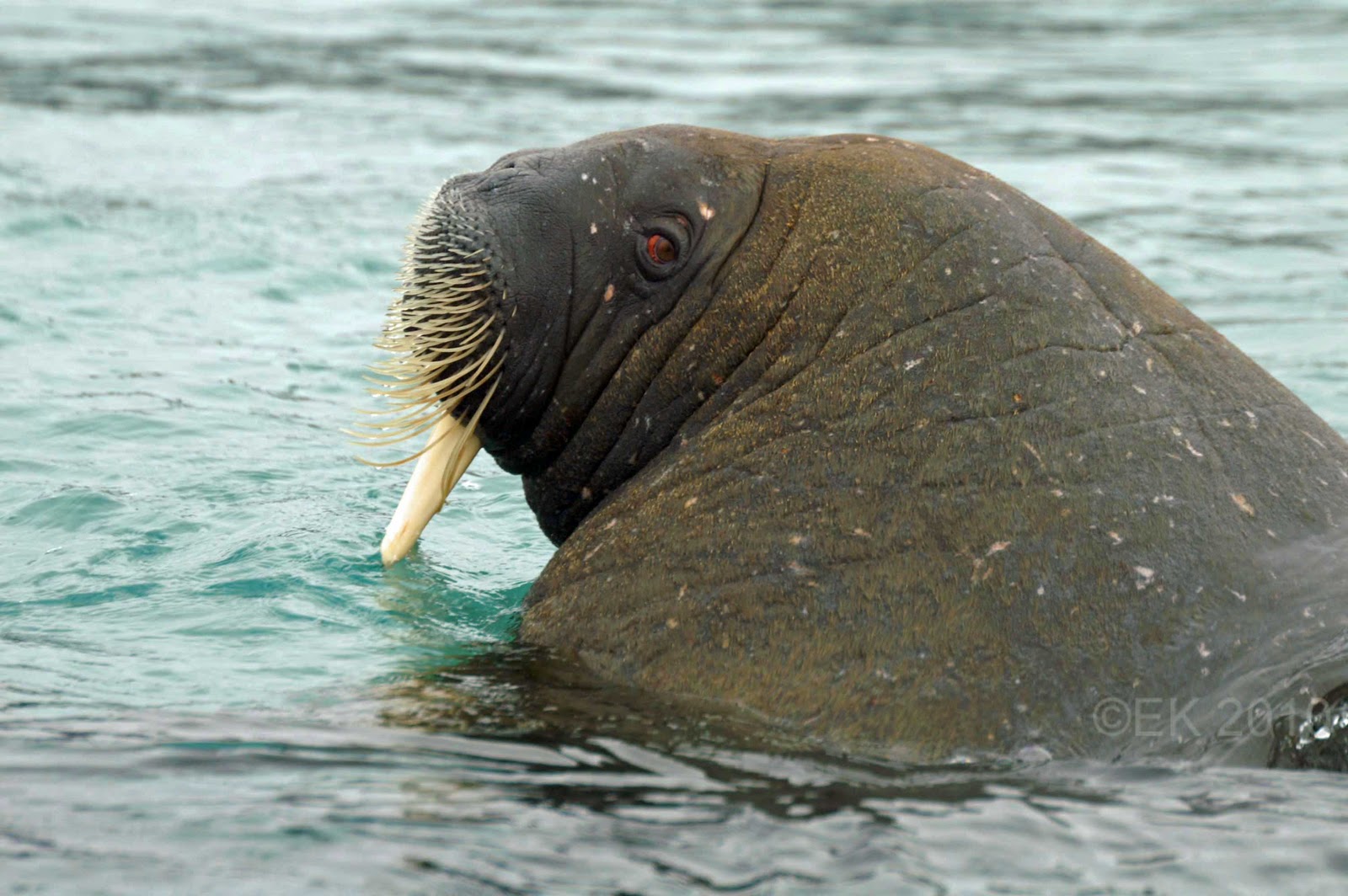 scary walrus
