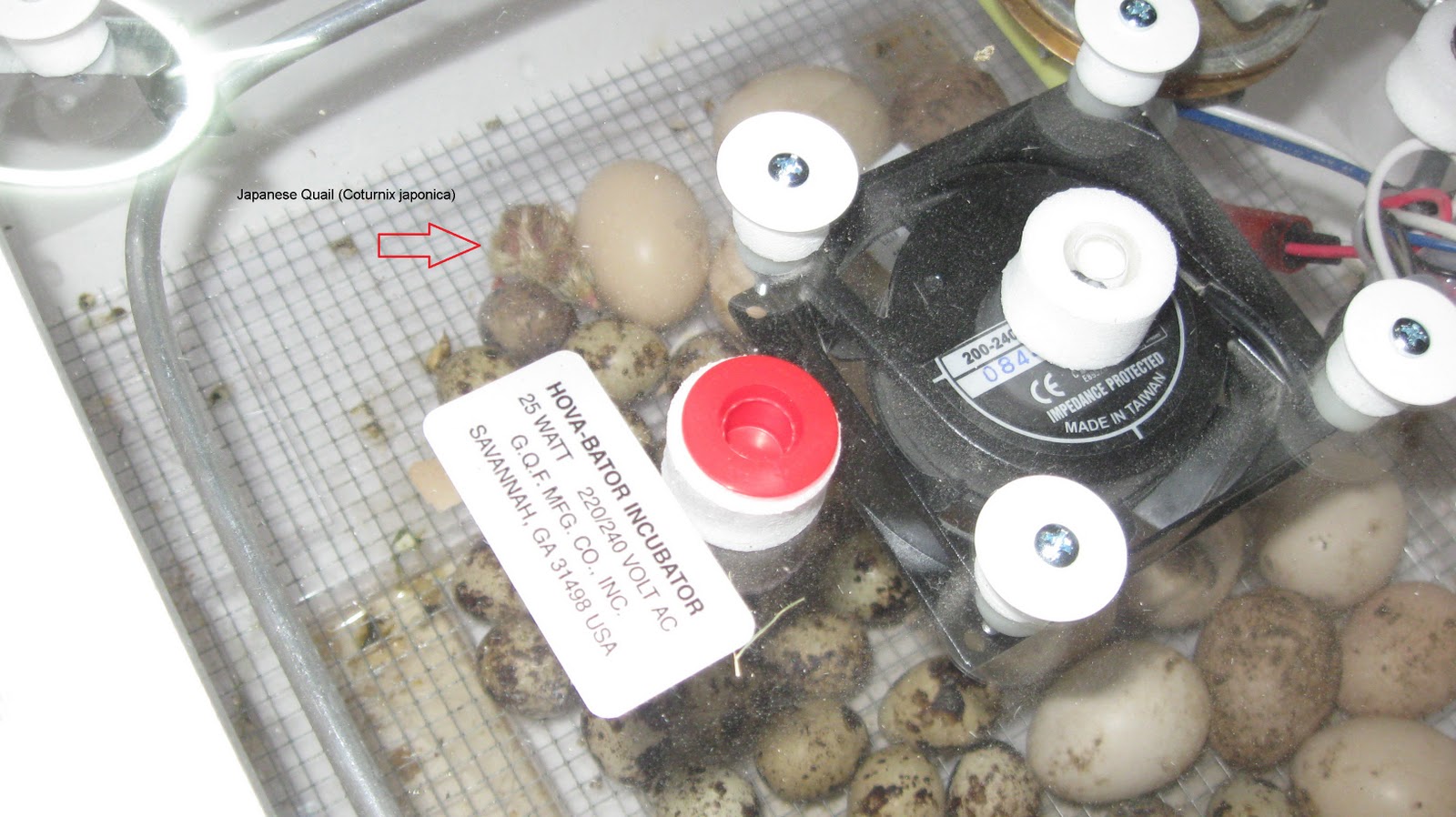 Don's Notepad (Official) Hova Bator Air Flowing Incubator Review