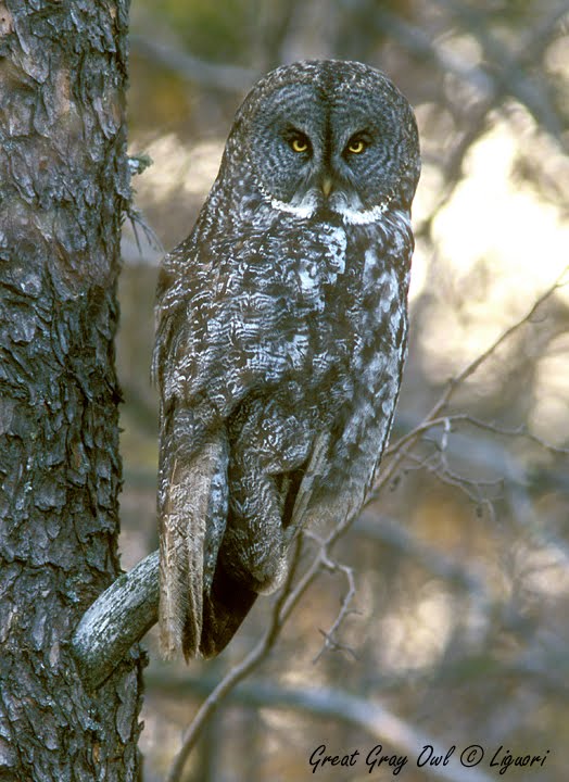 Utah Birders Birding Blog, Utah Birds, Utah Birding, Utah Bird ID