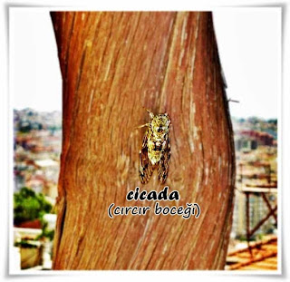 cicada the summers singer insect cicada the summers singer insect