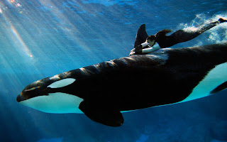 comunidad marina y poblacion de la ballena azul Ballena+Orca
