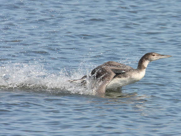 common loon facts. common loon nest.