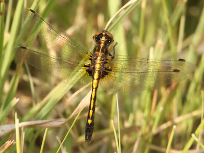 Dot-tailed whiteface dragonfly