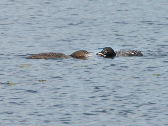 house hot The Common Loon is common loon cartoon. house hot The Common Loon is