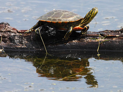 turtles existed around 215 turtles existed around 215