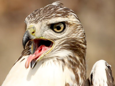 Red-tailed hawks are pretty common through out North America except for the 