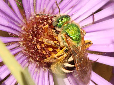 Green Bees