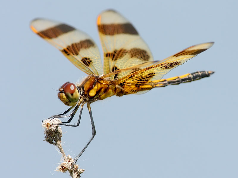 Halloween Pennant